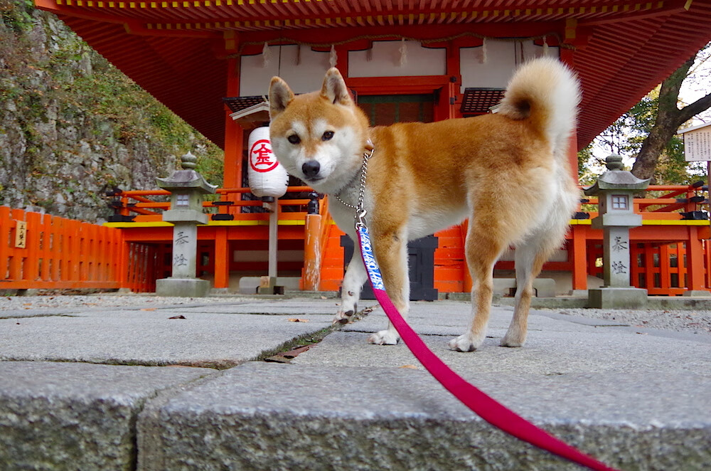 kaiyun sports-【运动员体能监测】全方位健康追踪，推动青训精准化，运动员 体能测试