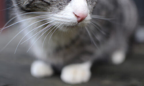 kaiyun xiazai-哥伦比亚队中场罗德里格斯在巴黎奥运会上展现出强大的组织能力