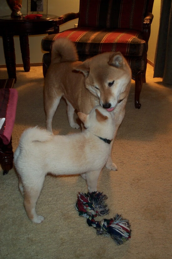 开云体育下载网页版-青少年“玩转篮球”趣味运动会在重庆火热开赛，趣味运动会篮球比赛