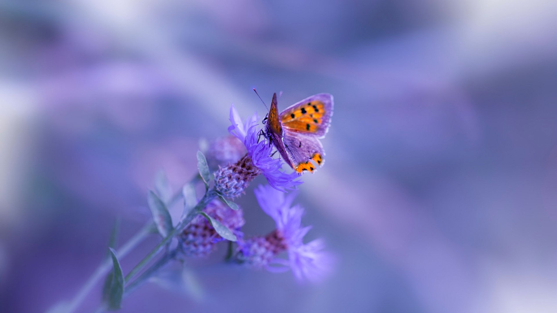 开云体育下载-高水平足球赛事面向海外推广，扩大国际影响力，足球高水平新政策